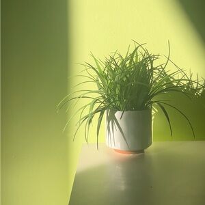 Elegant White and Green Faux Plant Room Decor